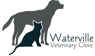 Animal online veterinary clinic